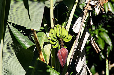 Bananenstaude Wildlife Media Die Naturbildagentur