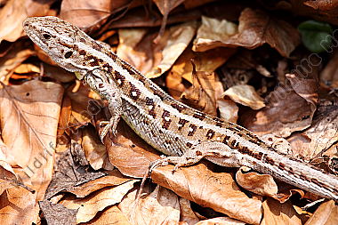 Weibchen der westlichen Zauneidechse