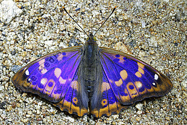 Schmetterling - Naturbilder bei Wildlife Media