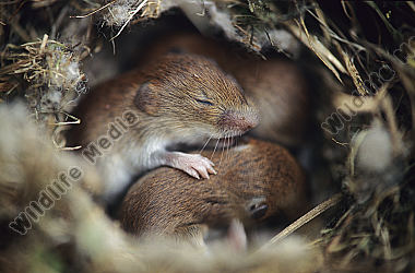 Feldmaus Naturbilder Kaufen Ab 25 75 Bei Wildlife Media