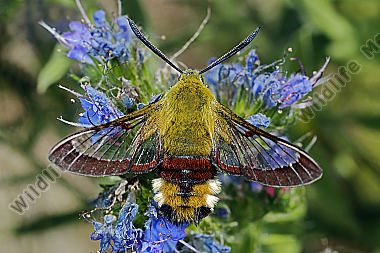 Hummelschwarmer Bild Bestellen Naturbilder Kaufen Ab 25 75 Bei Wildlife Media