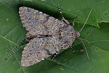 Alpen-Grasbüscheleule