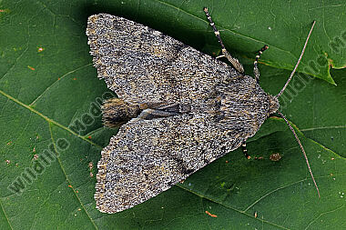 Alpen-Grasbüscheleule