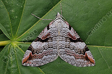 Bergheiden-Johanniskrautspanner