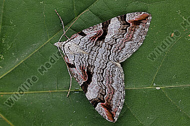 Bergheiden-Johanniskrautspanner