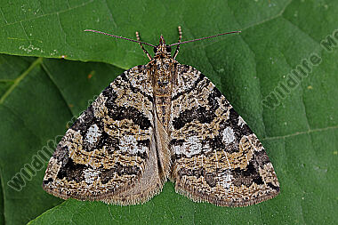 Heidelbeer-Palpenspanner