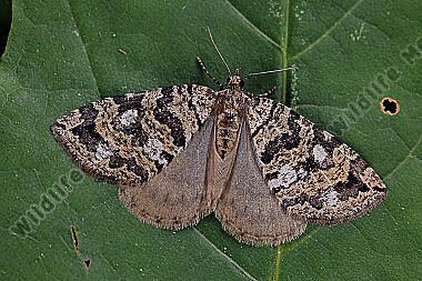 Heidelbeer-Palpenspanner