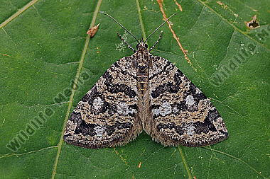 Heidelbeer-Palpenspanner