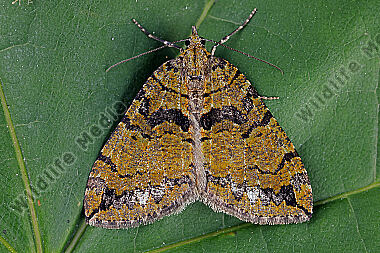 Heidelbeer-Palpenspanner