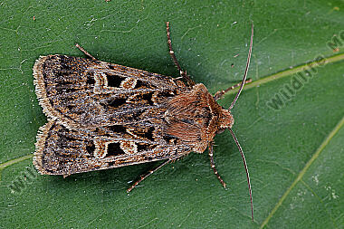 Schwarzbraune Alpen-Erdeule