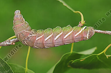 Birkenspinner verpuppungsreife Raupe