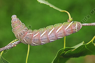 Birkenspinner verpuppungsreife Raupe