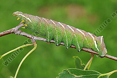 Birkenspinner verpuppungsreife Raupe