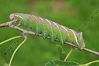 Birkenspinner verpuppungsreife Raupe