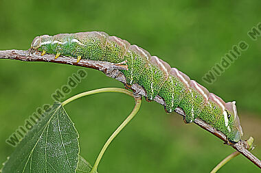 Birkenspinner verpuppungsreife Raupe