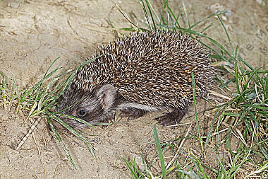 Igel Jungtier