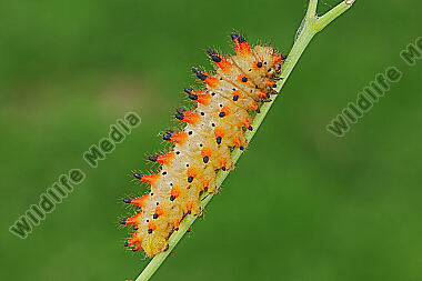 Osterluzeifalter Raupe