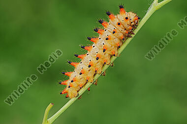 Osterluzeifalter Raupe