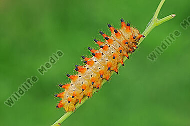 Osterluzeifalter Raupe