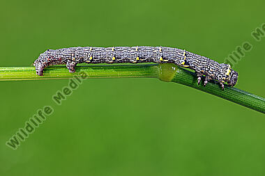 Schwarzfühler-Dickleibspanner Raupe