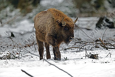 Wisent im Schnee