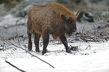 Wisent im Schnee