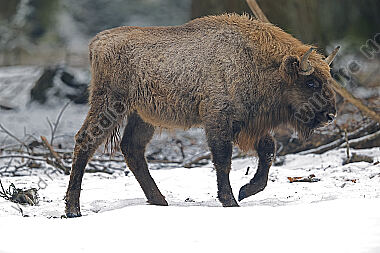 Wisent im Schnee