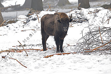 Wisent im Schnee
