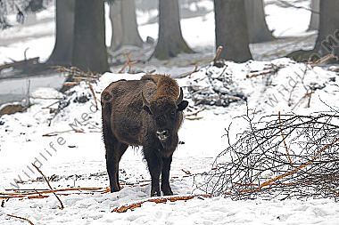 Wisent im Schnee