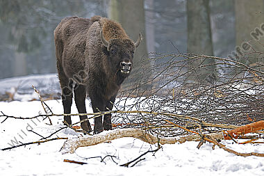 Wisent im Schnee