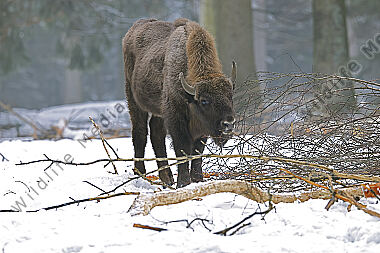 Wisent im Schnee