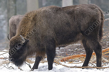 Wisent im Schnee