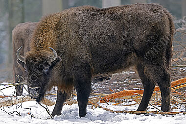 Wisent im Schnee