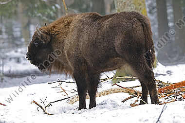 Wisent im Schnee