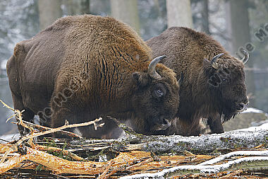 Wisent im Schnee