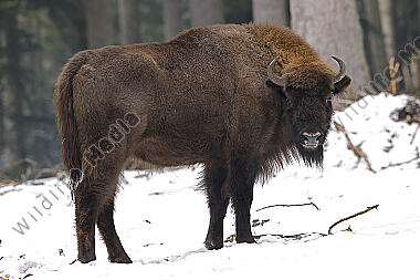 Wisent im Schnee