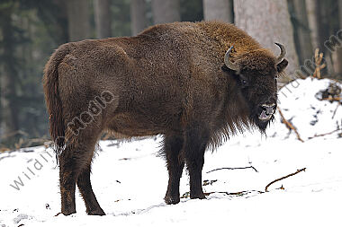 Wisent im Schnee