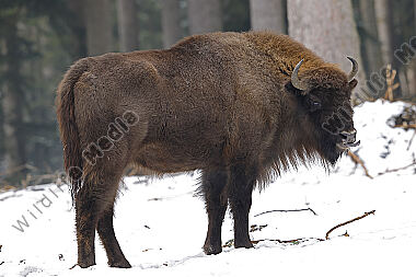 Wisent im Schnee