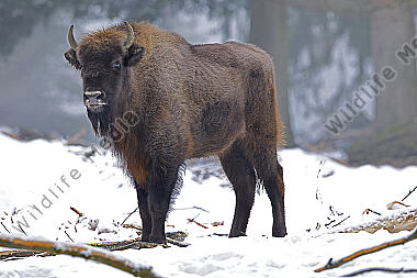 Wisent im Schnee