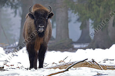 Wisent im Schnee