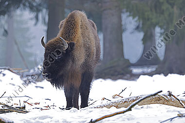 Wisent im Schnee