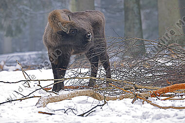 Wisent im Schnee