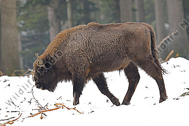 Wisent im Schnee