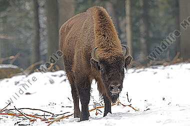 Wisent im Schnee