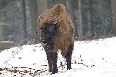 Wisent im Schnee