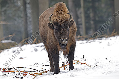 Wisent im Schnee