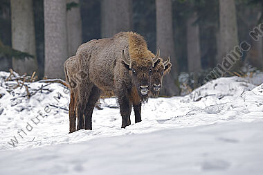 Wisent im Schnee