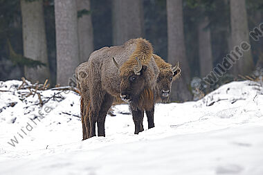 Wisent im Schnee