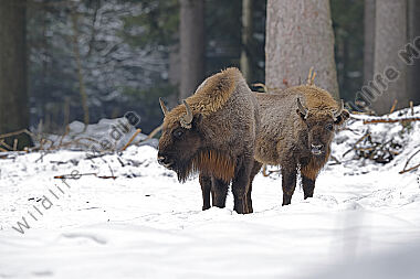 Wisent im Schnee
