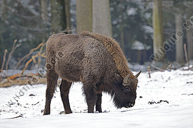 Wisent im Schnee